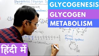 Glycogenesis  Glycogen Synthesis in Hindi [upl. by Atinahc]