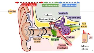 Anatomie de loreille 👂 [upl. by Attirb69]