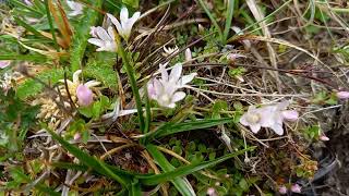 Picturesque Majesty Bog Pimpernels View in the Lake District [upl. by Melany277]