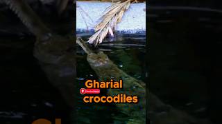 Gharial Crocodiles The LongNosed Fish Hunters of India and Myanmar nature gharial crocodiles [upl. by Galvan]