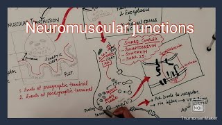 Neuromuscular junctions [upl. by Ahsat]