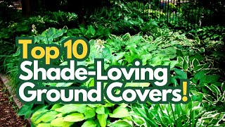 Top 10 Ground Cover Plants for Shade [upl. by Yecnay]