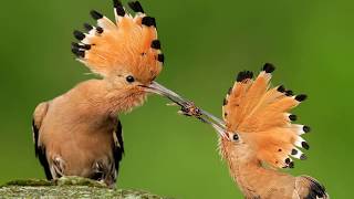 আল কুরআনে বর্ণিত হুদ হুদ পাখি  Hudhud Hoopoe bird ᴴᴰ Islamic Documentary in Bangla [upl. by Elrae]