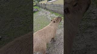 Chilling with capybaras aww socute capybara subscribe [upl. by Yatnoed]