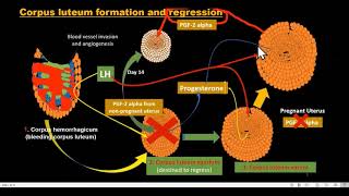 corpus luteum formation and regression [upl. by Anerdna614]