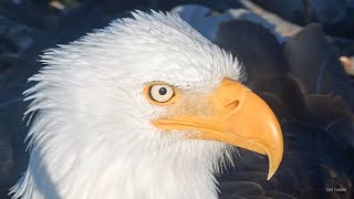 FOBBV🦅Shadows Anatomy👀Glottis Tongue Barbs Nictitating Membrane😊20240321 [upl. by Yennek]