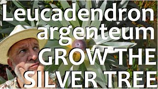 How to Grow Plant and Care for the Silver Tree Leucadendron argentuem [upl. by Dav]