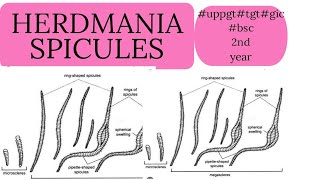 herdmania spicules uppgtuptgtgicbsc 2nd year zoology [upl. by Lorain]