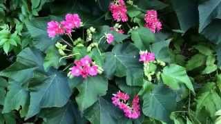 Dombeya wallichii Tropical Hydrangea Pinkball flower [upl. by Suehtomit]