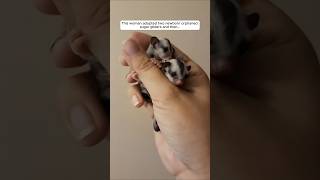 This woman adopted two newborn orphaned sugar gliders and then animalshorts shortvideo [upl. by Notlih254]