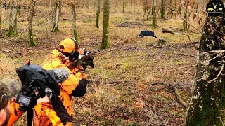 Battue au sanglier avec une BROWNING BAR4X [upl. by Arbe]