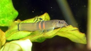 Tribanded Sumo Loach Schistura cf balteata Species Spotlight [upl. by Ayal]