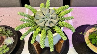 How to Propagate with Arrangement  Sedum Burros Tail [upl. by Ary23]