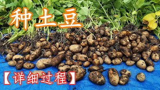 【种菜】后院种土豆马铃薯，从播种到收获全过程，简单易行，产量高 Potato Harvest Backyard Plant [upl. by Ilyssa]