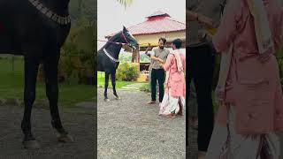 Ashwa pujan 2024shorts dasera pujan horselover ghodaghoda [upl. by Allrud]