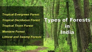 Types of Forests in India  Evergreen Deciduous Thorny Montane Littoral Swamp [upl. by Eilac]