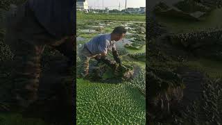 Do you know which crops they are shorts harvesting harvest growfood asmr countrylife [upl. by Leif]