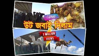 সৌদি আরবে উট কিনে জবাই দিলাম  Camel buying amp slaughtering in Saudi Arabia  Camel Qurbani [upl. by Laeria587]