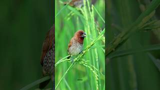 Scalybreasted munia birds shorts [upl. by Drogin]