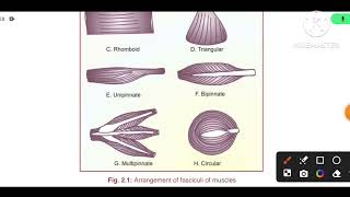 Arrangement of the fasciculi of the muscles parallel oblique and circular muscular fasciculi [upl. by Atinor]