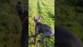 Cane corso corsopups canecorso familydog corsolove dogbreed puppy mastiff [upl. by Yt]