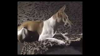 Le Basenji [upl. by Coffey662]