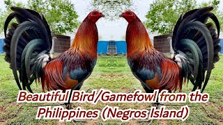 Beautiful BirdGamefowl from the PhilippinesBoyakz Backyard [upl. by Nossaj458]