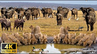 4K African Wildlife Tarangire National Park Tanzania  Scenic Wildlife Film With Real Sounds [upl. by Wolfgram]