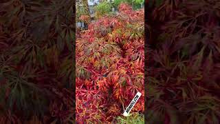 Amazing Acer japonicum X Gossamer in fall color Dwarf Full Moon Japanese Maple MrMaplecom short [upl. by Anuahs]