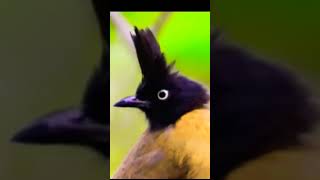 Paradise Bird Amazing ANIMAL VIDEO [upl. by Blackmore]