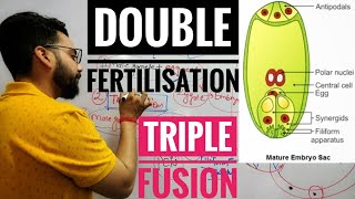 Double fertilisation 🔥Triple fusionClass X amp XII BiologyBy Gourav sircbse classx reproduction [upl. by Ellezaj333]