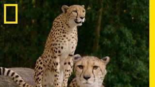 Feeding the Cheetah Triplets  Magic of Disneys Animal Kingdom [upl. by Kalagher]