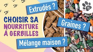 Quelle Nourriture Pour Tes Gerbilles  Alimentation En granulés Graines Mélange Maison [upl. by Kalb639]