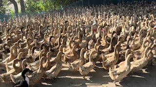 Duck  The Duck  Raising ducks for meat and eggs  Thousands of ducks farming  Animals Jhuli [upl. by Bidget]