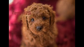 Cavoodle Puppies Barking amp Playing 6 Weeks old  Funny amp Cute [upl. by Pesek965]