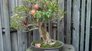 Punica Granatum nana Bonsai Tree [upl. by Arline671]