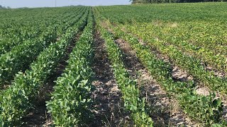 Foliar feeding soybeans update [upl. by Berlauda]