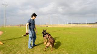 Two years in 5 minutes  raising a Belgian Malinois [upl. by Oiramad723]