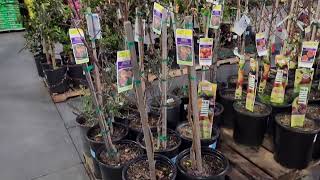 Lowes in Murrieta CA Feb 23 2024 new shipment of fruit trees [upl. by Ydac]