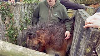 Exmoor Pony inspection and conservation grazing [upl. by Koo]