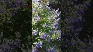 Blue Beard and the Bees Caryopteris in the Garden flowergarden [upl. by Ahsinom]