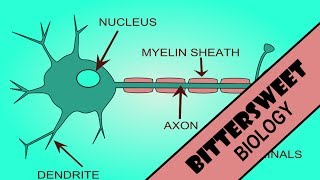 Action Potential Explained  The Neuron [upl. by Jarret]