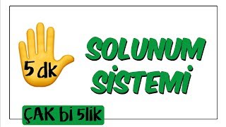 5 dkda Solunum Sistemi  Çak Bi 5lik [upl. by Ahsenot]