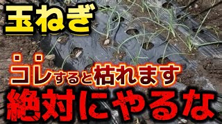 【玉ねぎ】〇〇すると枯れる！！絶対にやってはダメな事を紹介 [upl. by Lihas]