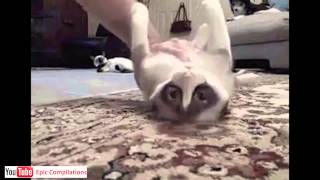 Epic Funny Cats  Cute Cats Compilation  60 minutes HDHQ [upl. by Cloots]