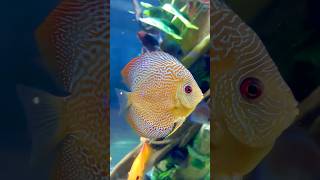 Colorful Discus Fish Natures Masterpiece shorts [upl. by Perlis]