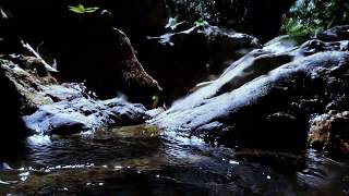 Pamuayan falls 02 in Palawan island Rhyacichthys aspro Stiphodon pulchellus May 2019 [upl. by Germin]