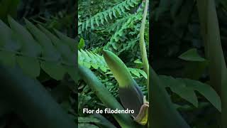 La Flor del Filodendro shortvideo filodendro [upl. by Bullock]