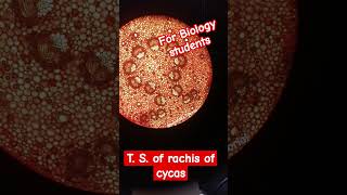 Transverse section of the rachis of Cycas biology laboratory slide [upl. by Genevieve]