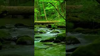 Soothing Water Sounds and Birdsong for Sleep Meditation and Stress Relief [upl. by Magas493]